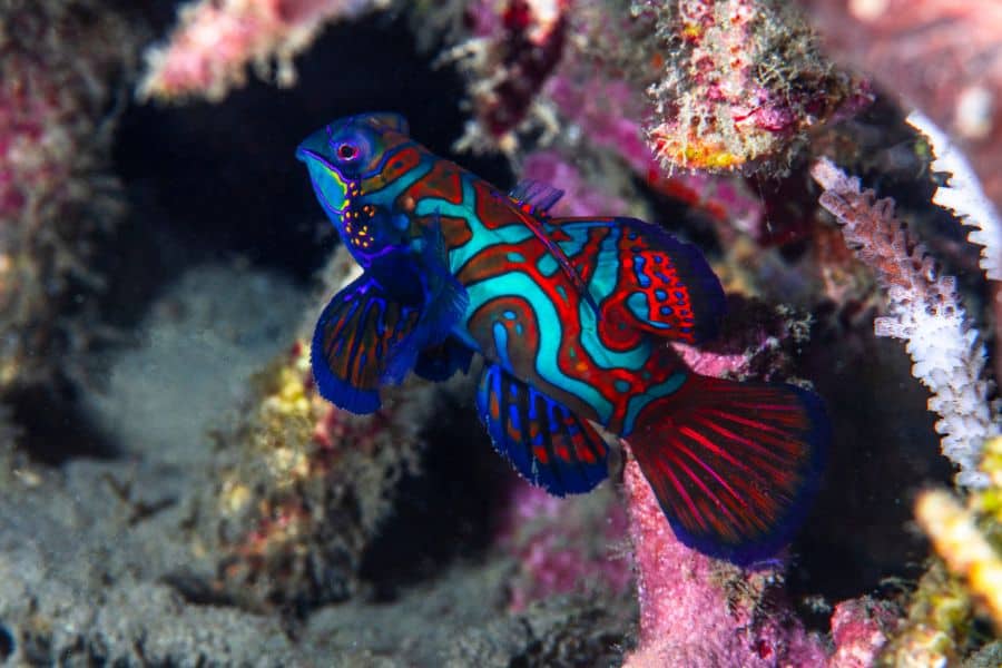 Mandarin Fish