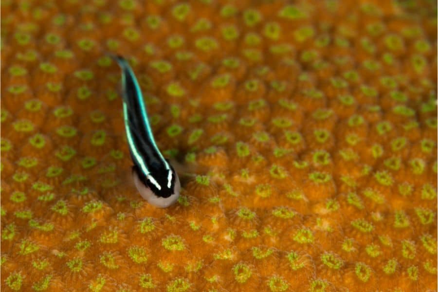 Neon Goby