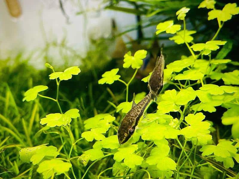 Otocinclus Catfish in fish tank