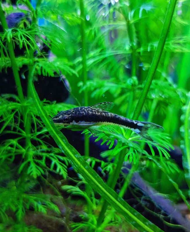 Otocinclus Catfish in fish tank