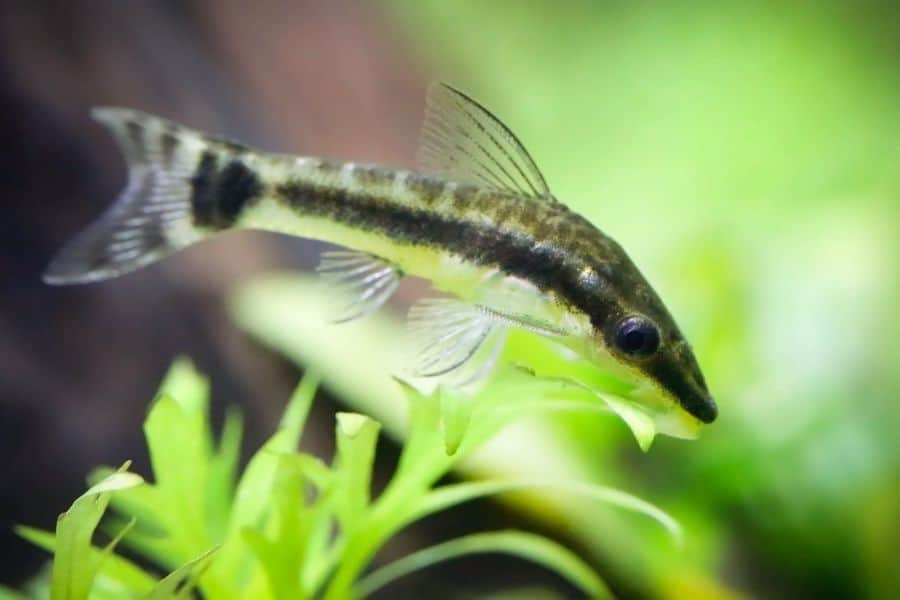 Otocinclus Catfish in planted aquaruim