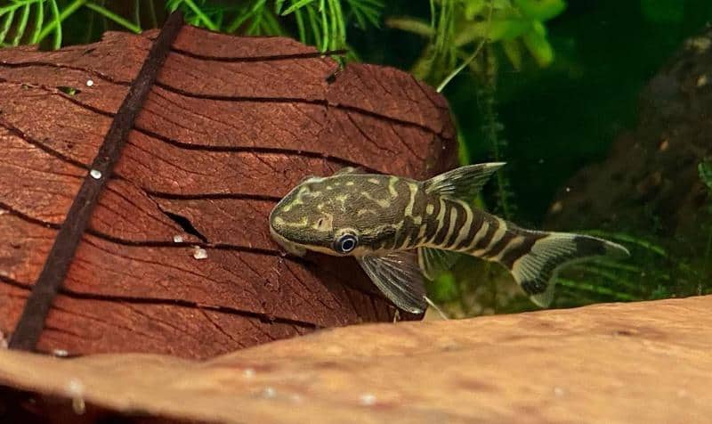 Otocinclus Catfish