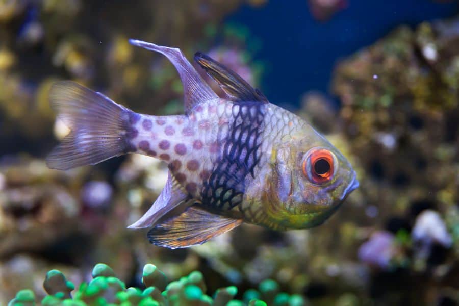 Pajama Cardinalfish