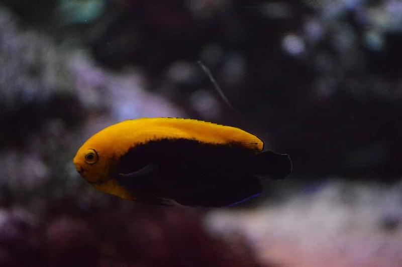 Pygmy Angelfish