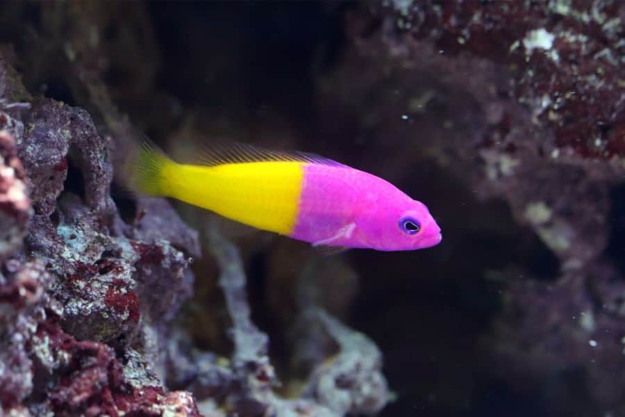 Royal Dottyback