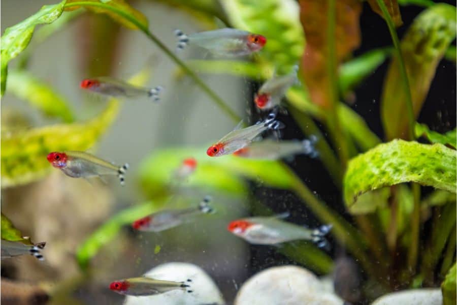 Rummy nose tetra in fishtank