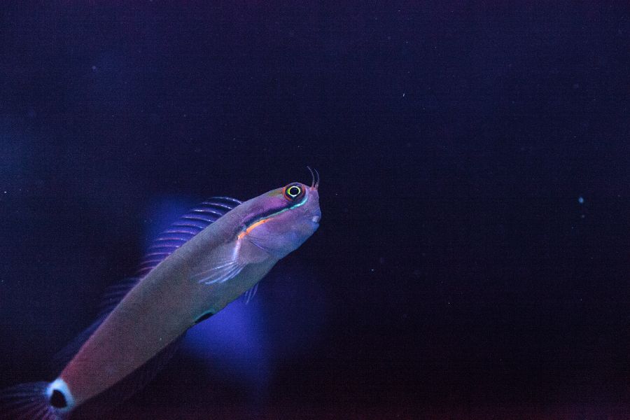 Tailspot Blenny