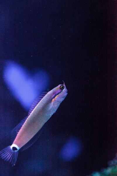 Tailspot Blenny