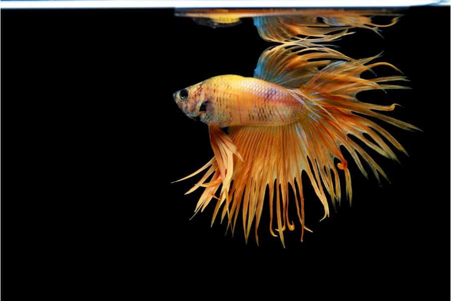 Yellow Crowntail Betta