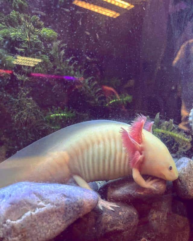 axolotl with Big Rocks