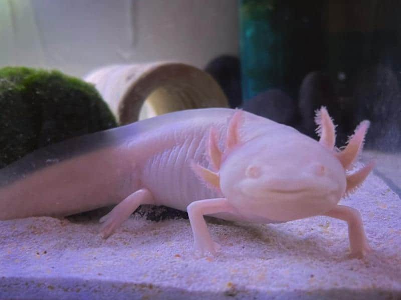 axolotl with Moss Balls