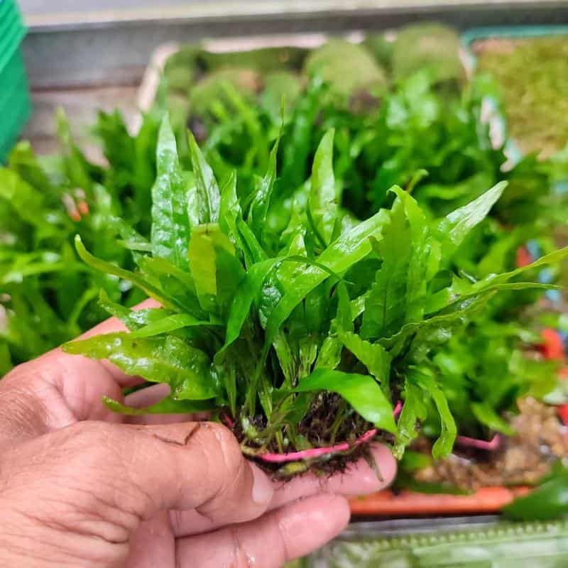 java fern care