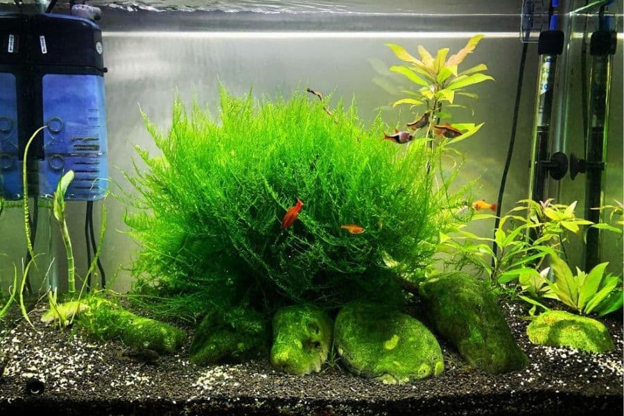 java moss