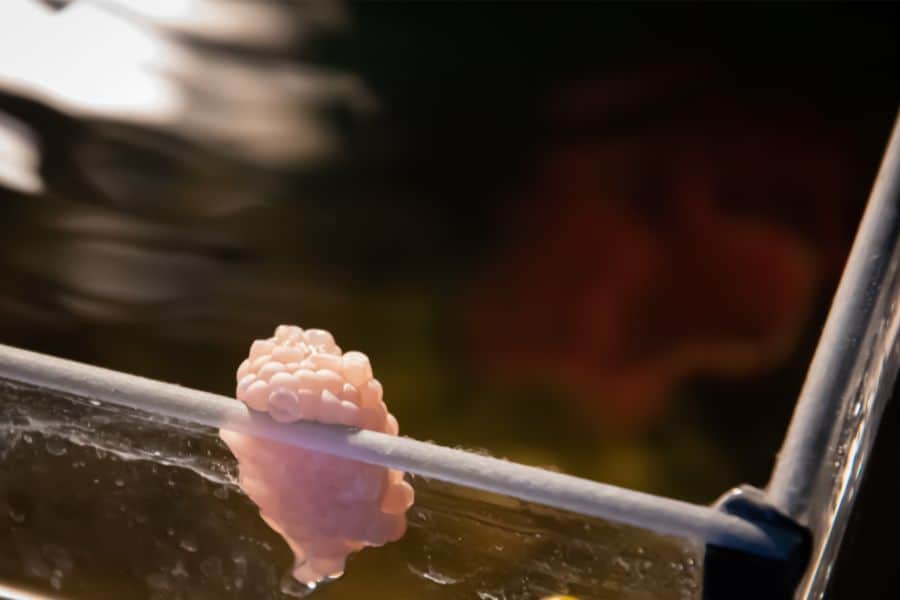 snail eggs in the aquarium