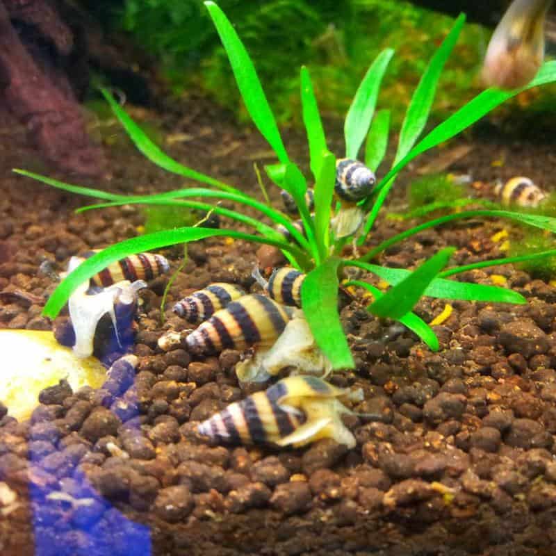 Assassin Snails