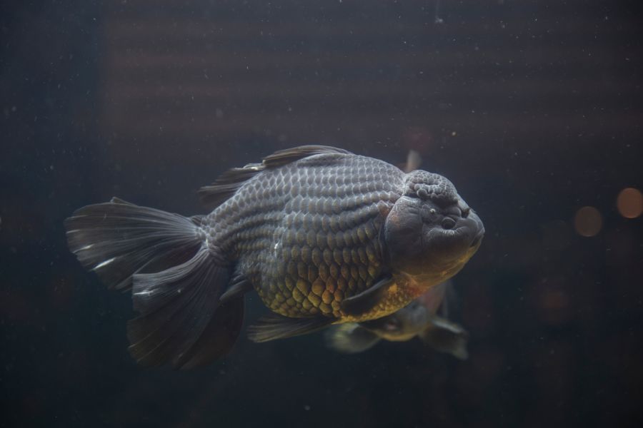 Black Oranda Goldfish