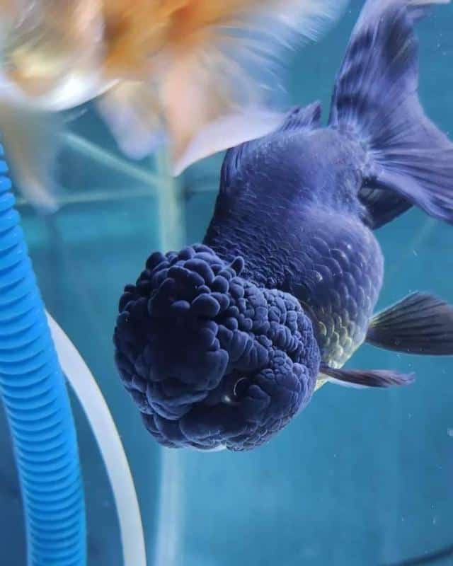 Black Thai Oranda Goldfish