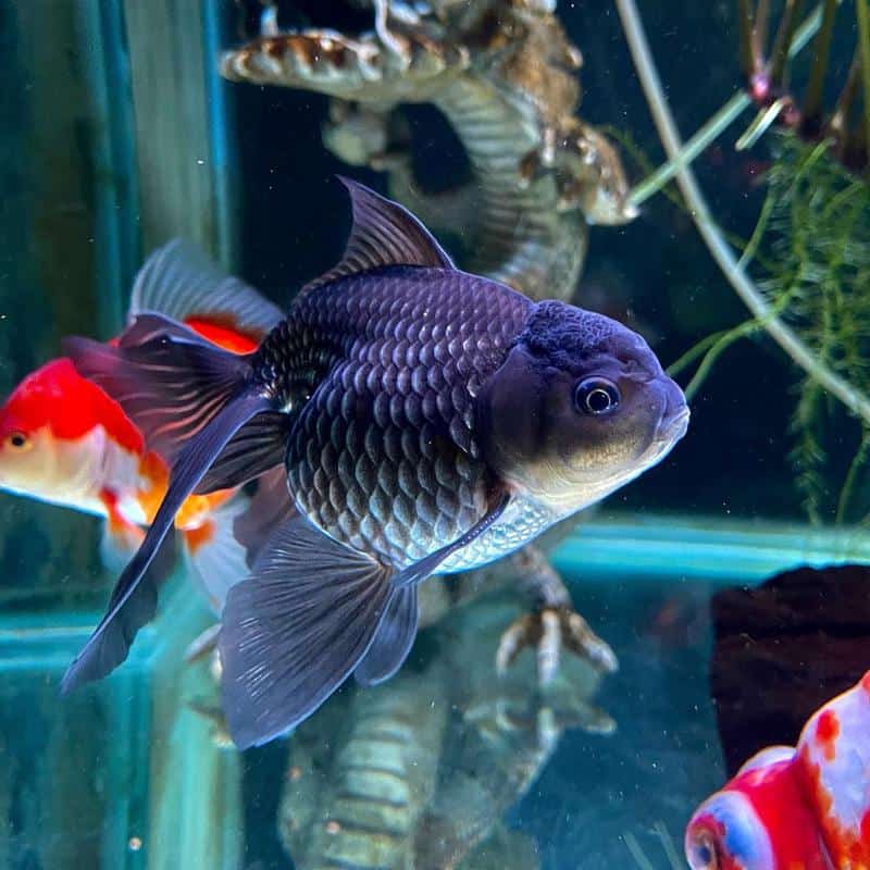 Blue Oranda Goldfish