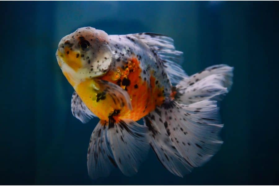 Calico Oranda Goldfish