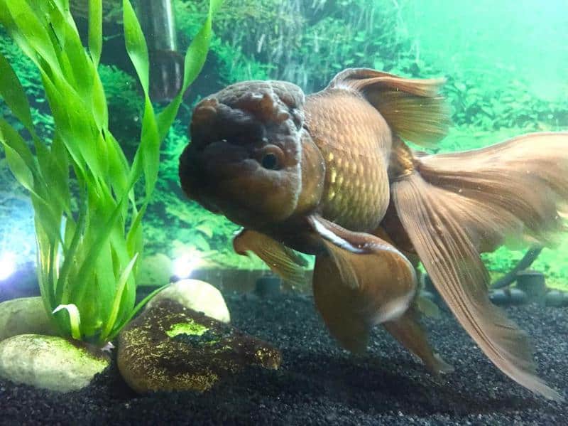 Chocolate Oranda Goldfish