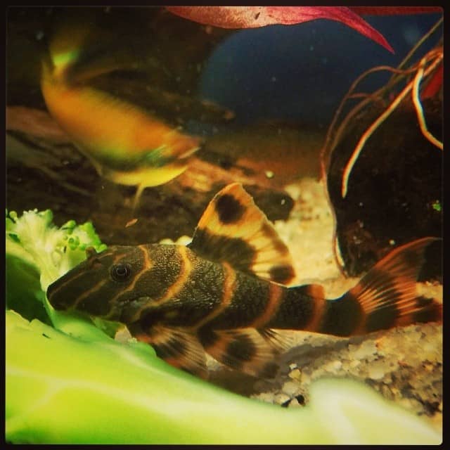 Clown Pleco