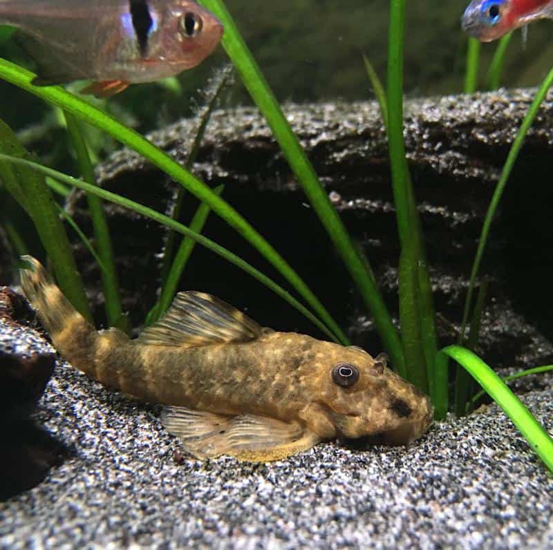 Clown Pleco Tank Mates