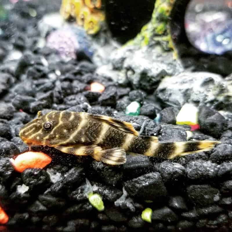 Clown Pleco in a tank