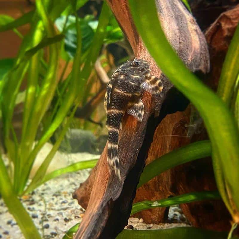 Clown Pleco