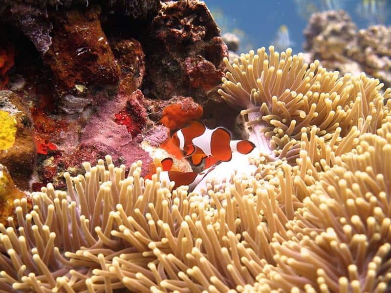 Clownfish finding Plankton