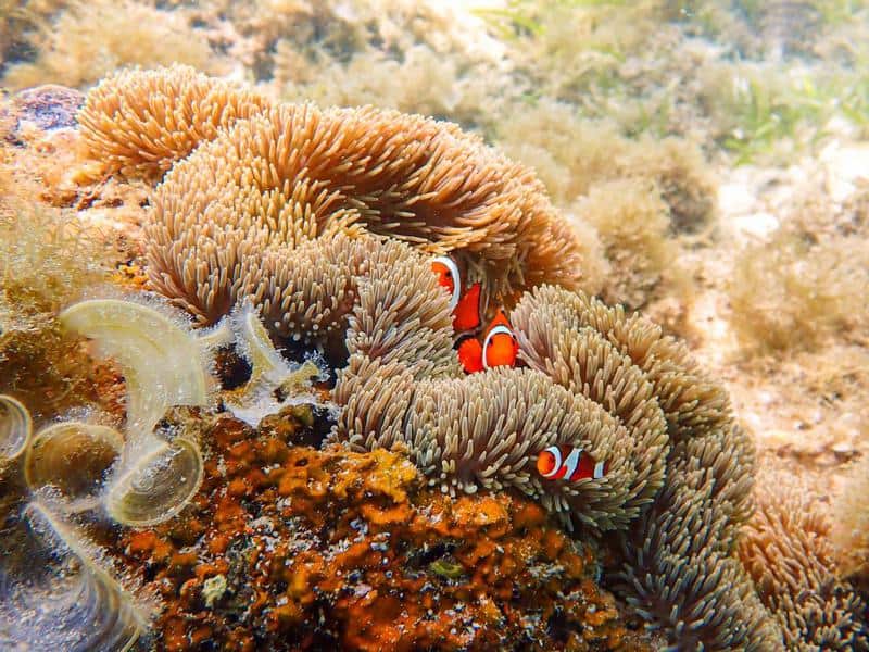 What Do Clownfish Eat In the Wild Aquarium