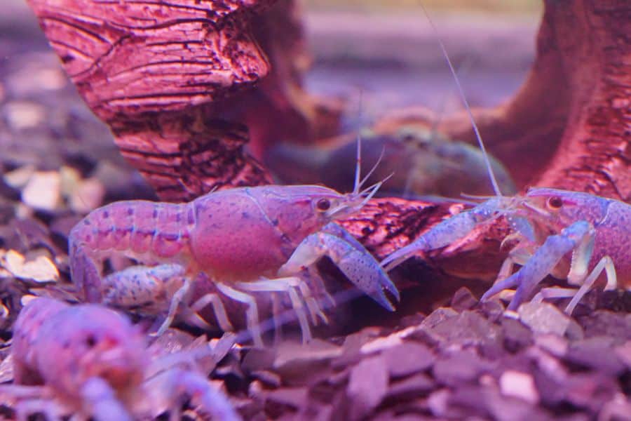 Crayfish