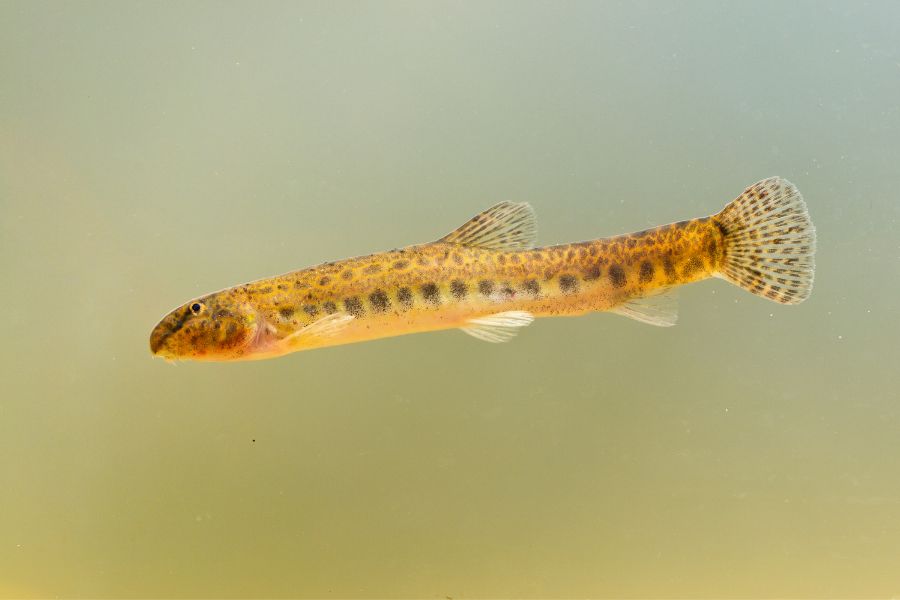 Dojo Loach