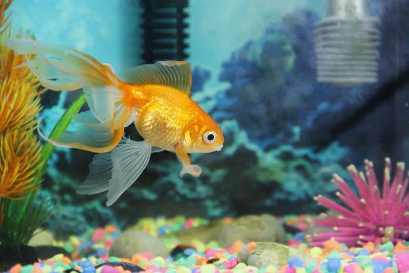 Fantail Goldfish