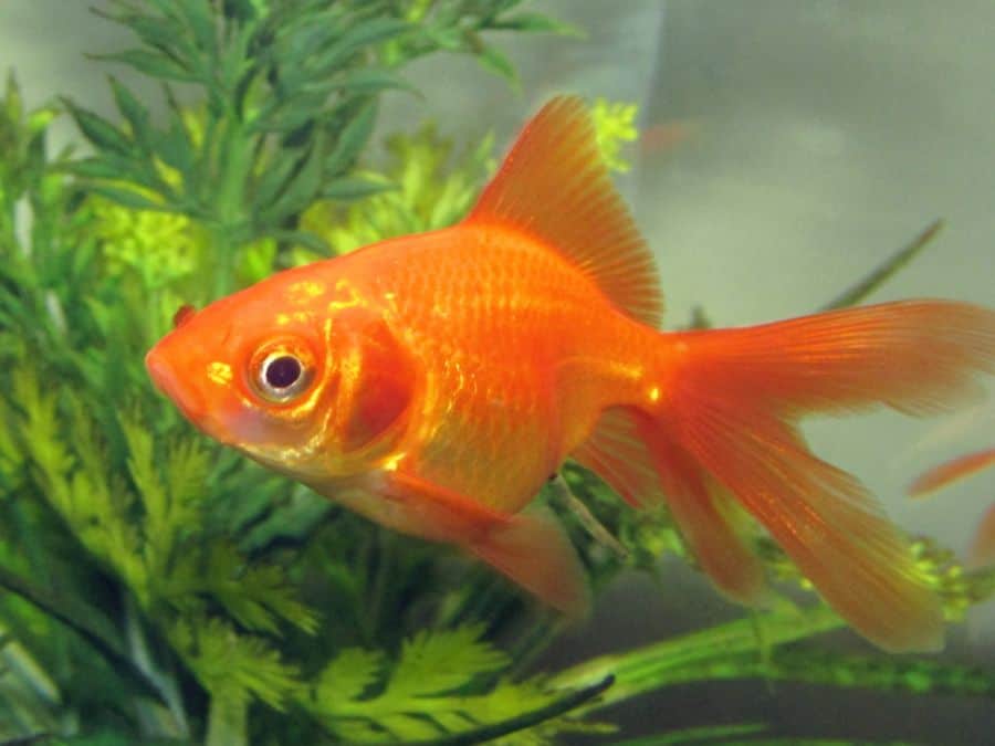 Fantail Goldfish