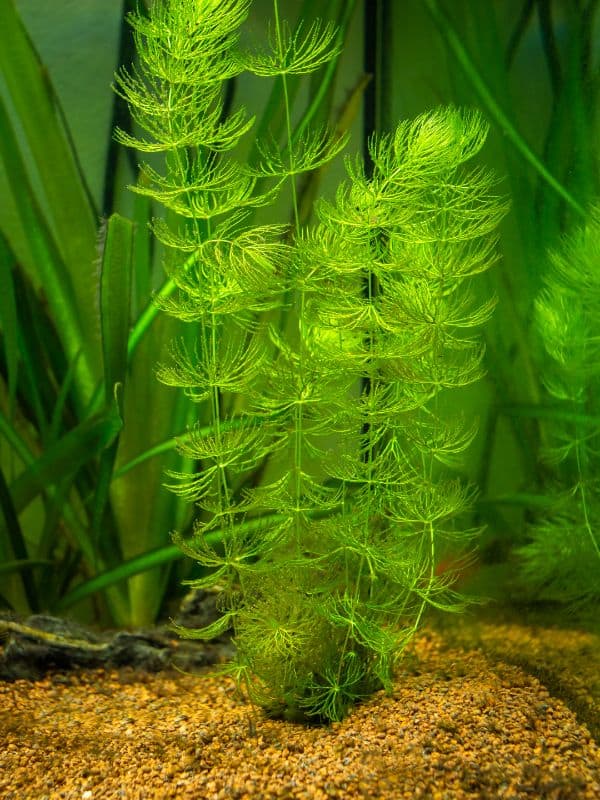 Hornwort Care: Easy Keep as Floating & Bottom Plants