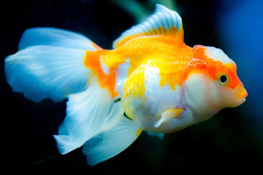 Jade Seal Oranda Goldfish