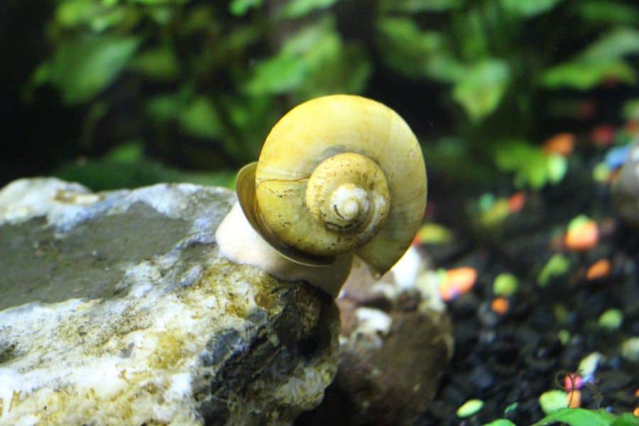 Mystery Snails