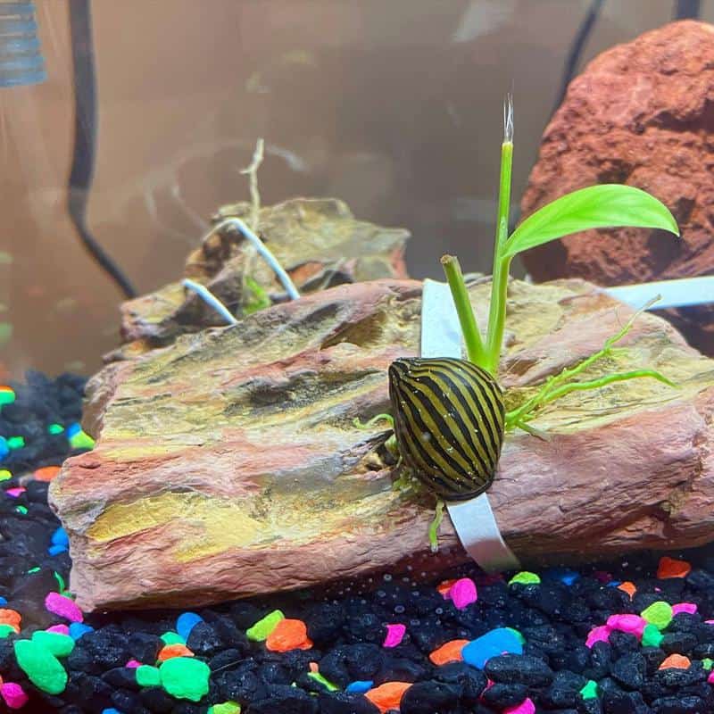 Nerite Snails