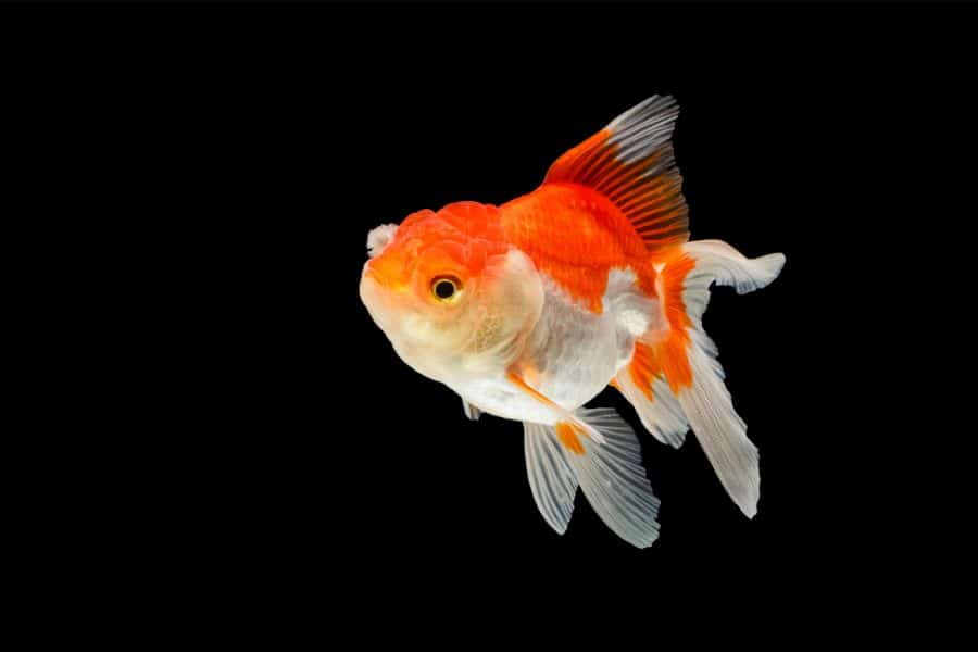 Oranda Goldfish