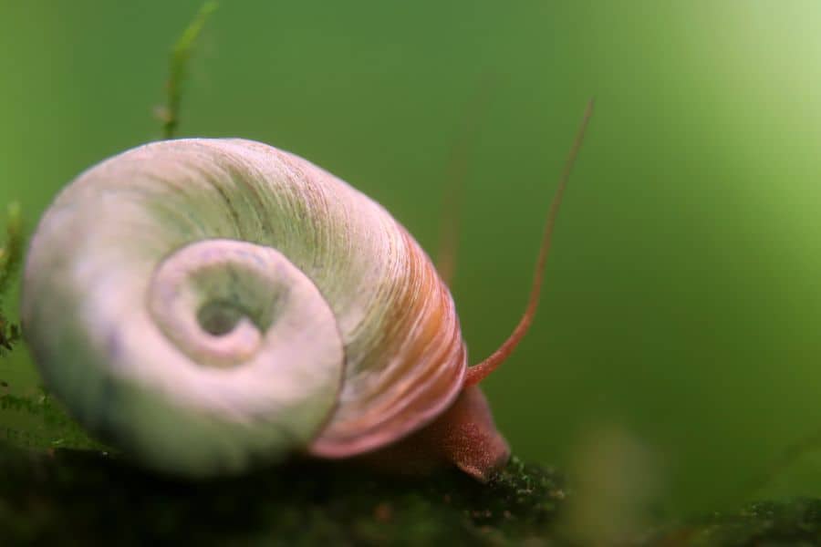 Ramshorn Snail