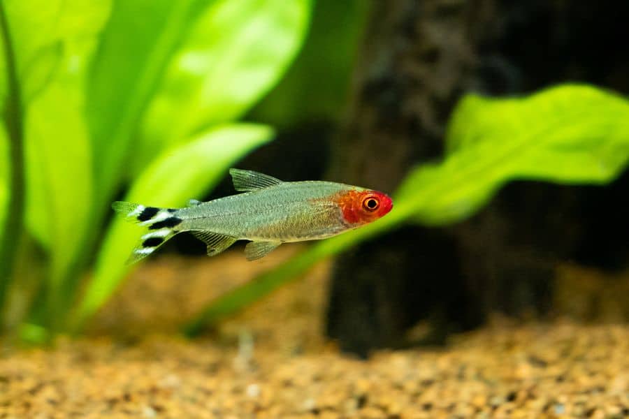 Rummy Nose Tetra