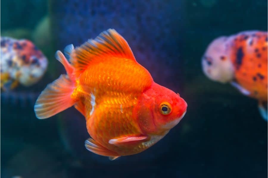 Ryukin Goldfish finding food