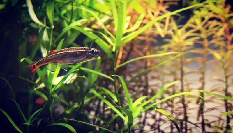 White Cloud Minnows