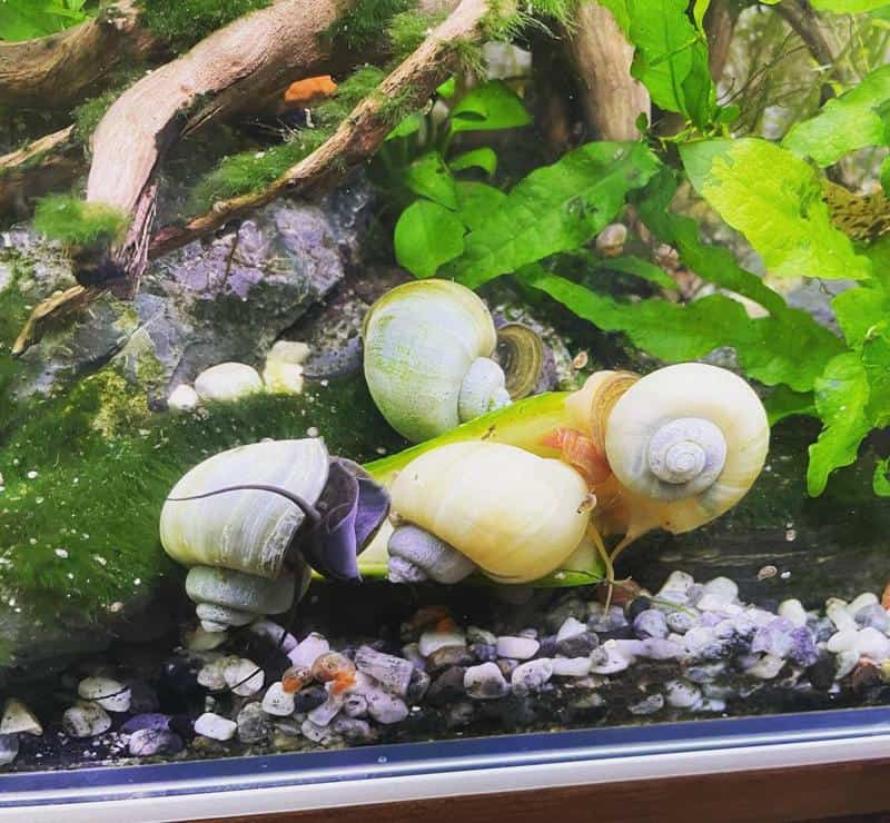 What Do Snails Eat in A Fish Tank: Diet & Nutrition Needs