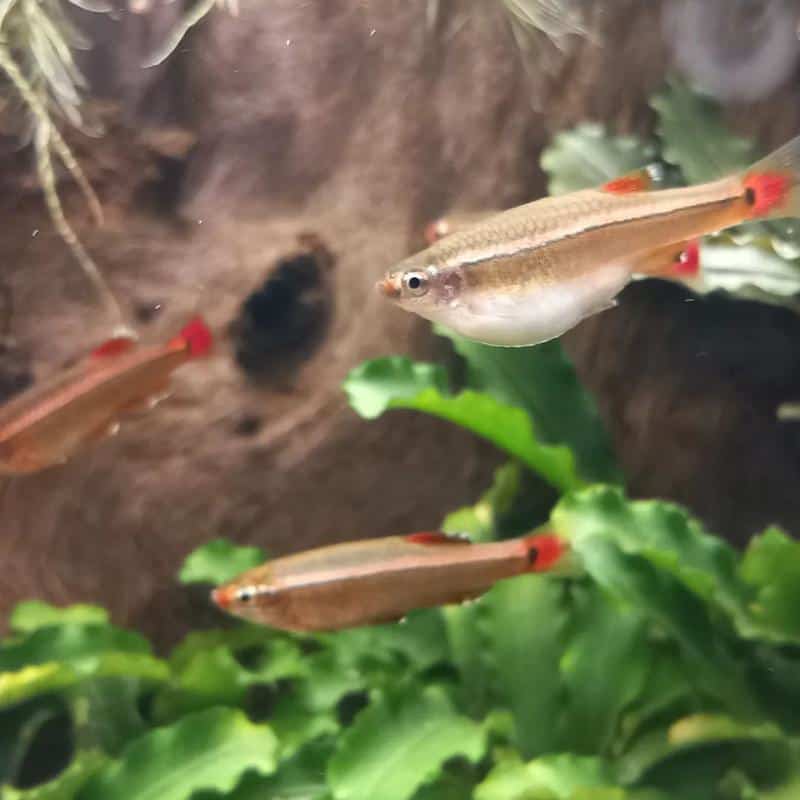 breeding white cloud minnows