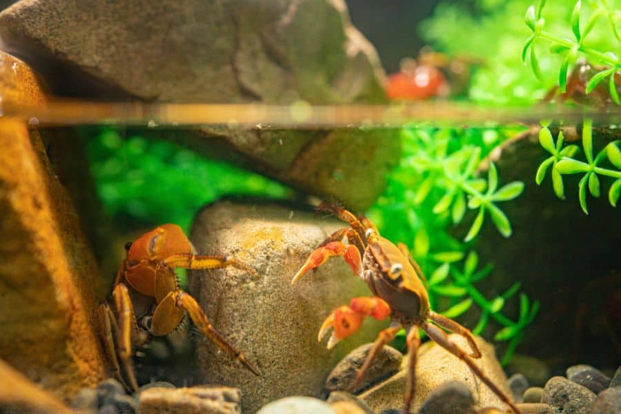 crabs in Aquarium