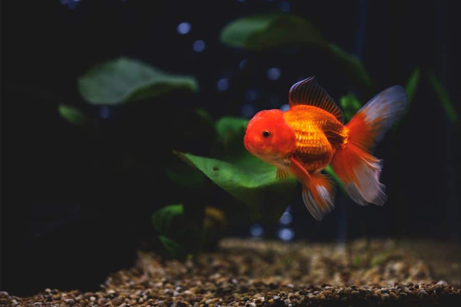 oranda goldfish care