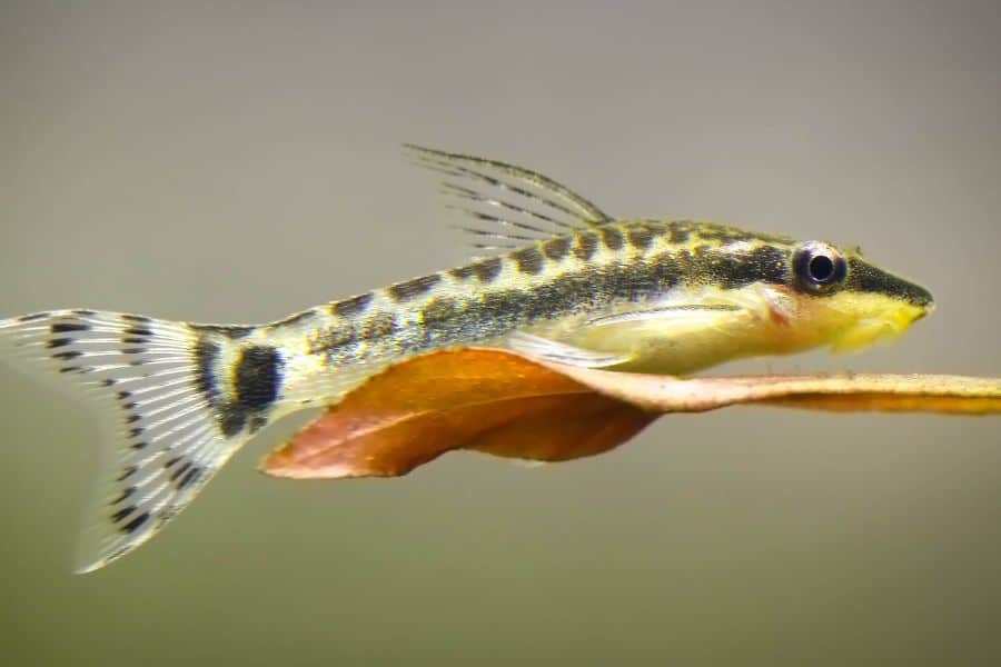 otocinclus catfish