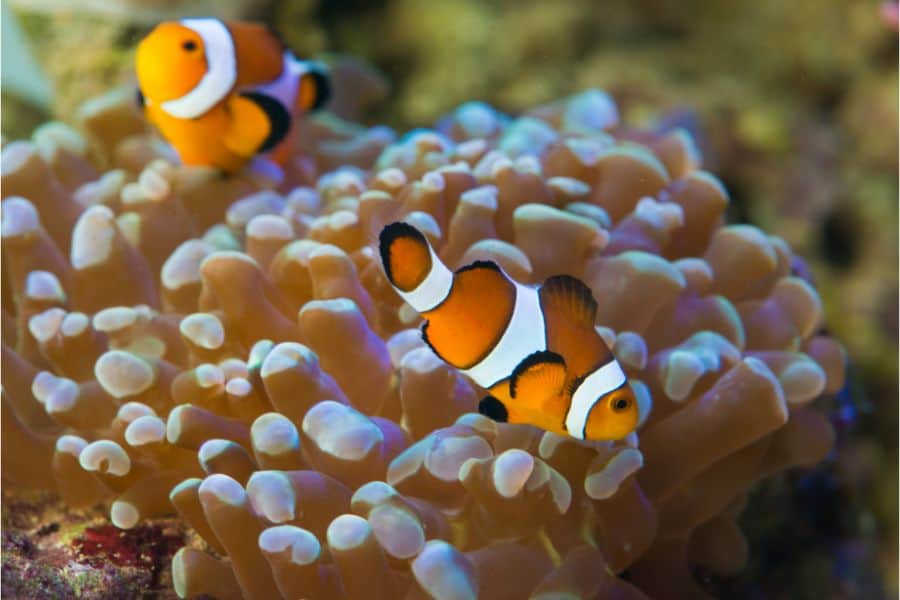 what do clownfish eat