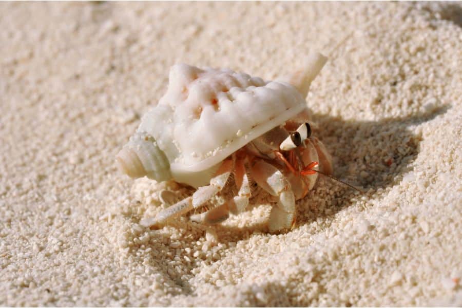 what do hermit crabs eat